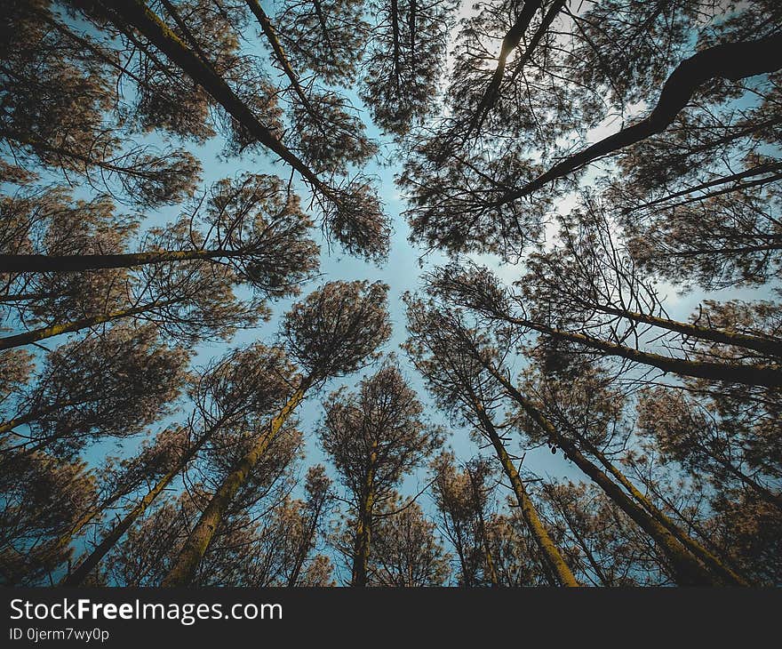 Low Angle Photography of Brown Leaf Forest Trees at Daytime