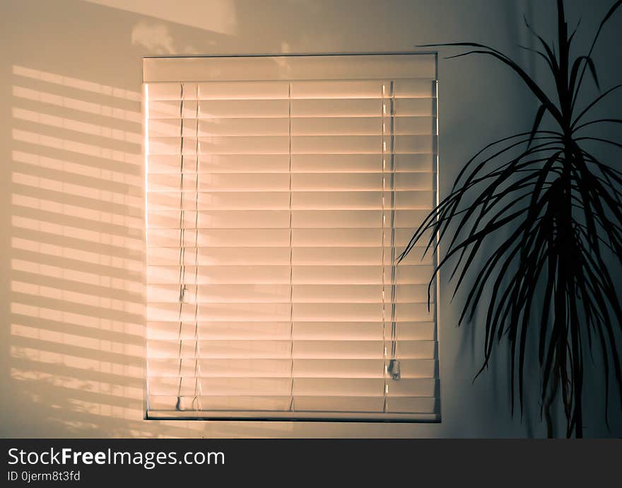 Photo of Window Blinds Near Plant