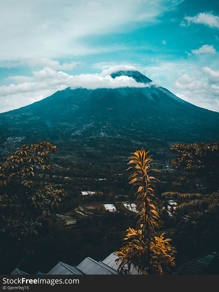 Mountains and Trees