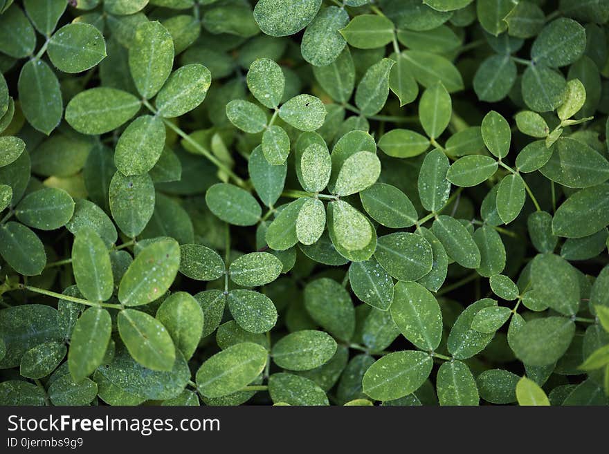 Photo of Green Leaf Plants