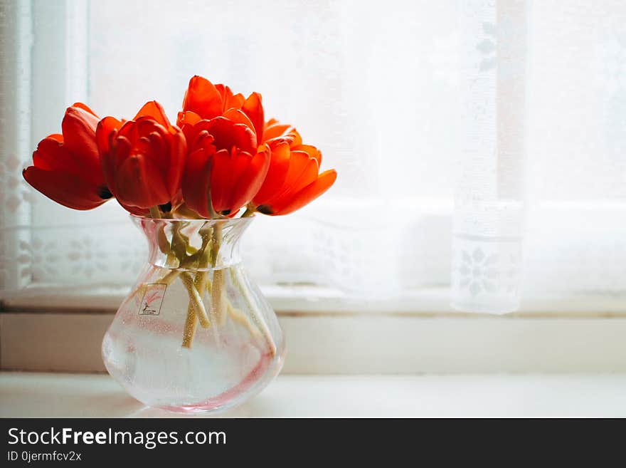 Red Tulips in Clear Glass Vase With Water Centerpiece Near White Curtain