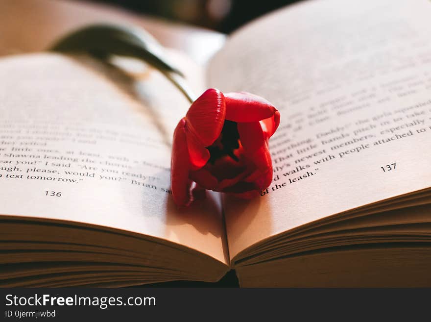 Red Petaled Flower Between the Book Page