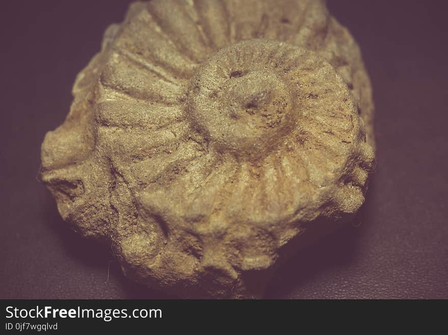 Ancient shell macro, fossilized seashell as grunge background. Ancient shell macro, fossilized seashell as grunge background.