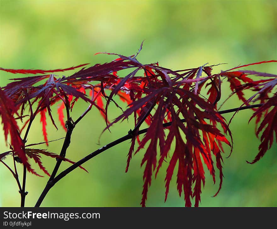 Macro photo with decorative background texture of beautiful branches with red leaves of maple tree as a source for prints, advertising, posters, interior decoration