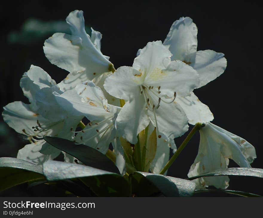 Macro photo with decorative background texture of beautiful delicate flowers on a branch of a shrub of a rhododendron