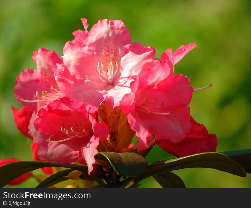 Macro photo with decorative background texture of beautiful delicate flowers on a branch of a shrub of a rhododendron