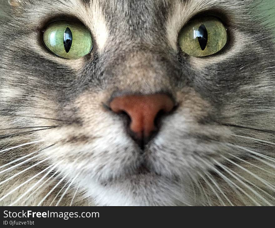 Closeup face of a cat