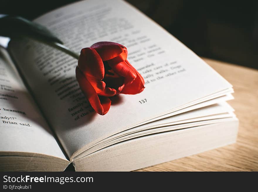 Red Tulip Flower On Book Page