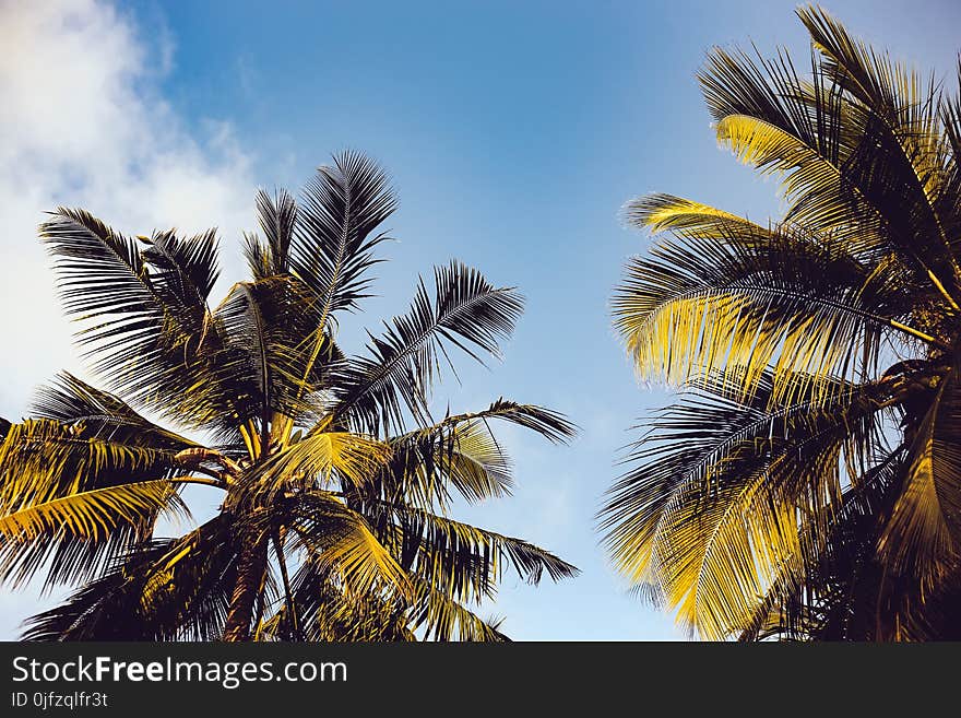 Clear Blue Sky over Two Coconut Trees