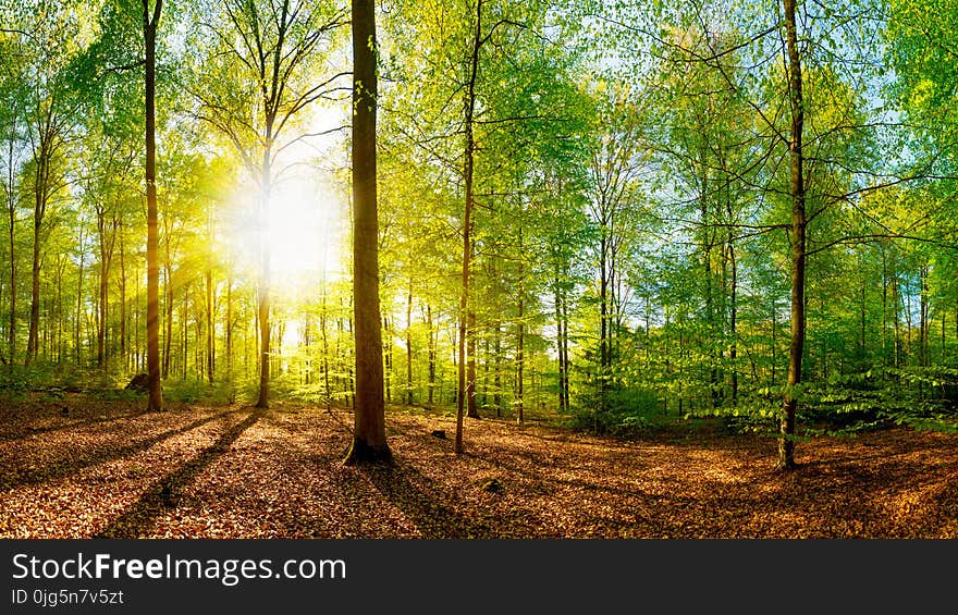 Forest In Spring With Bright Sun