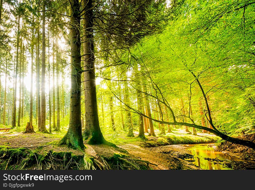 Forest with big trees and brook in bright sunshine. Forest with big trees and brook in bright sunshine