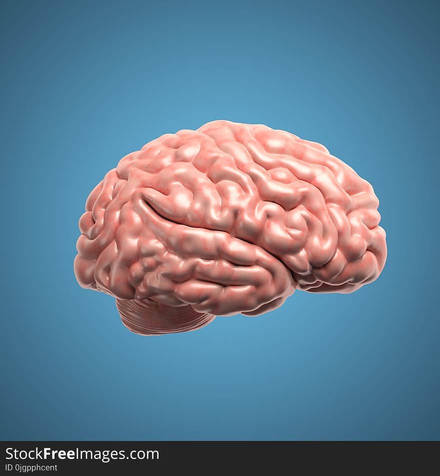 Human brain side view 3d rendering illustration on blue background. Human brain side view 3d rendering illustration on blue background