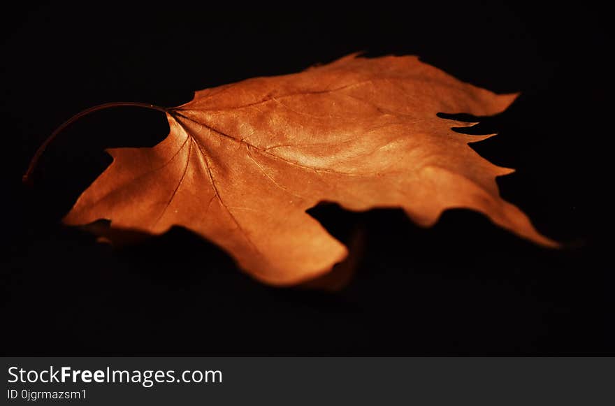 Leaf, Macro Photography, Maple Leaf, Close Up