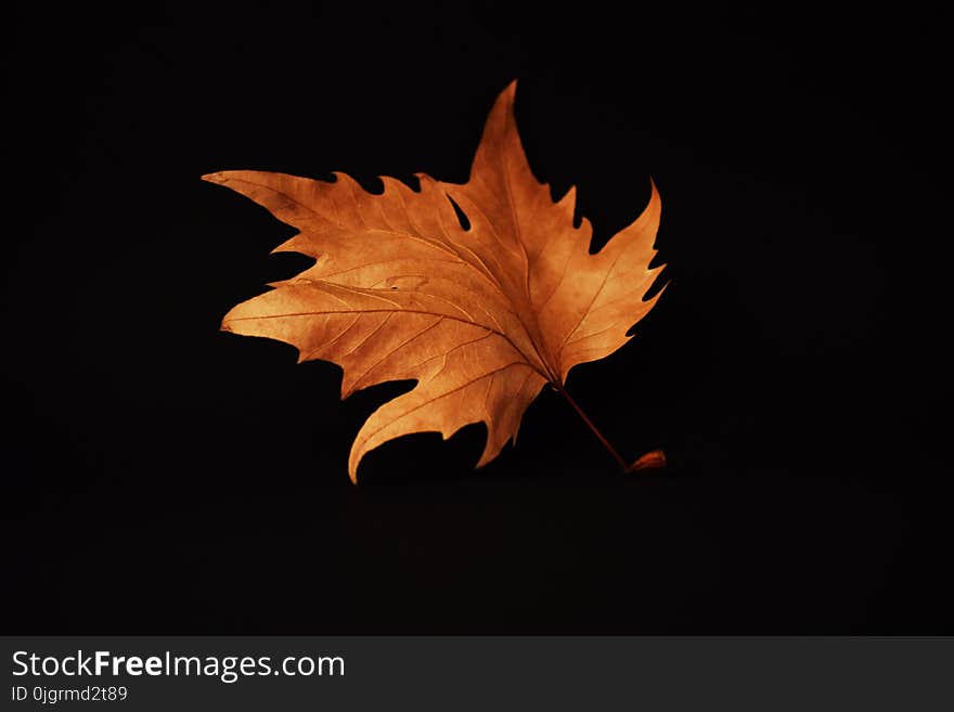 Leaf, Maple Leaf, Plant, Computer Wallpaper