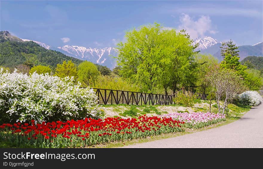 Nature, Flower, Vegetation, Botanical Garden