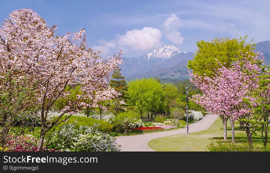 Flower, Plant, Tree, Blossom