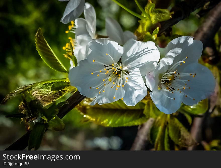 Flora, Flower, Plant, Spring