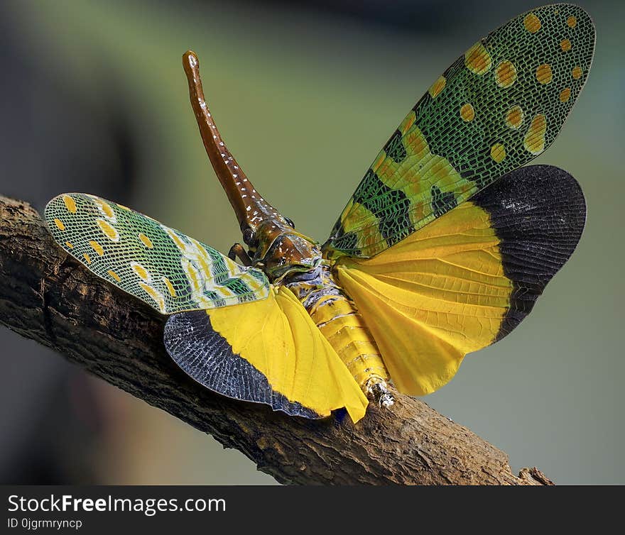 Insect, Moths And Butterflies, Invertebrate, Butterfly