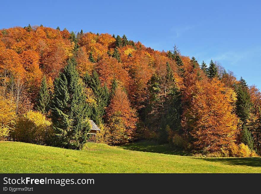 Nature, Ecosystem, Leaf, Temperate Broadleaf And Mixed Forest