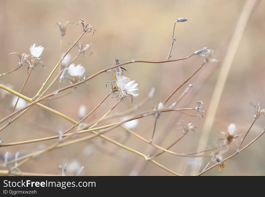 Branch, Twig, Flower, Flora