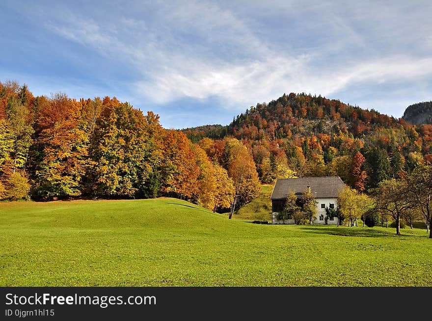 Leaf, Nature, Sky, Autumn