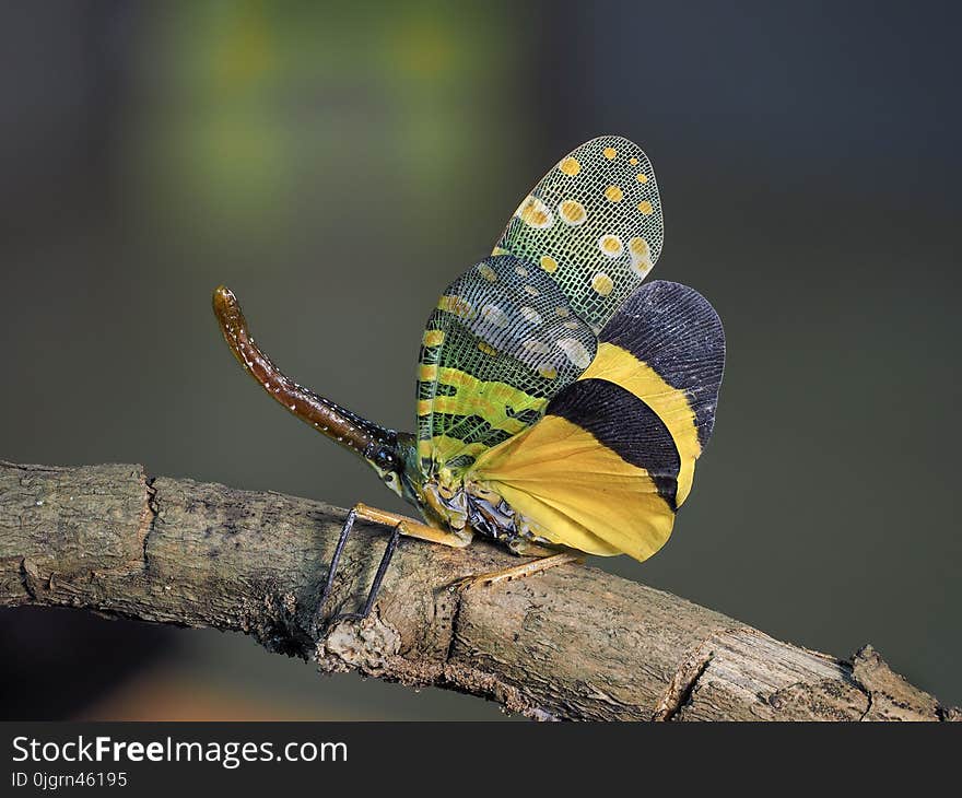 Insect, Macro Photography, Invertebrate, Organism