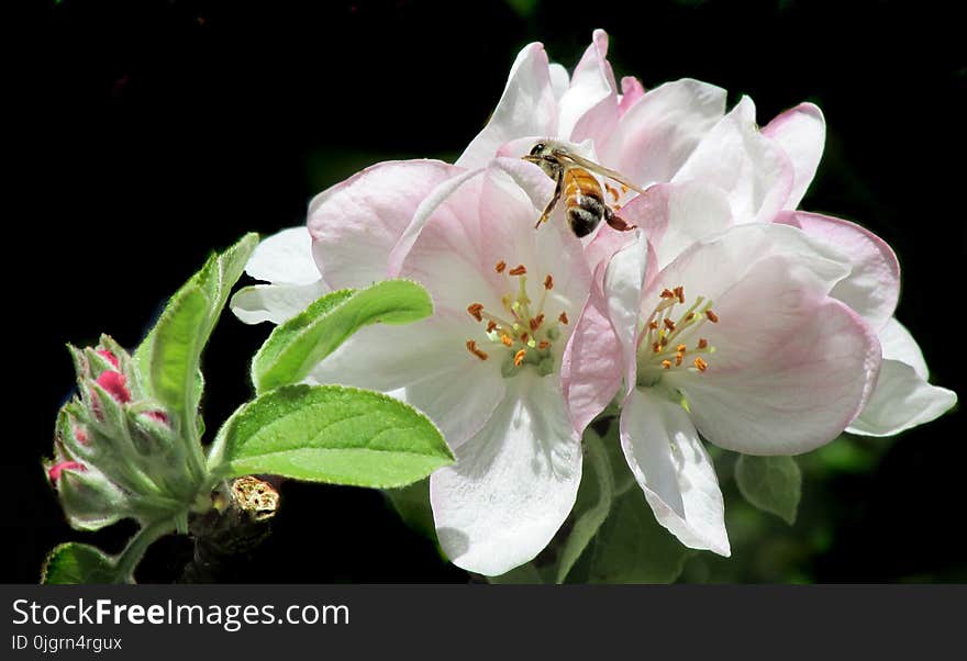 Flower, Blossom, Insect, Flora