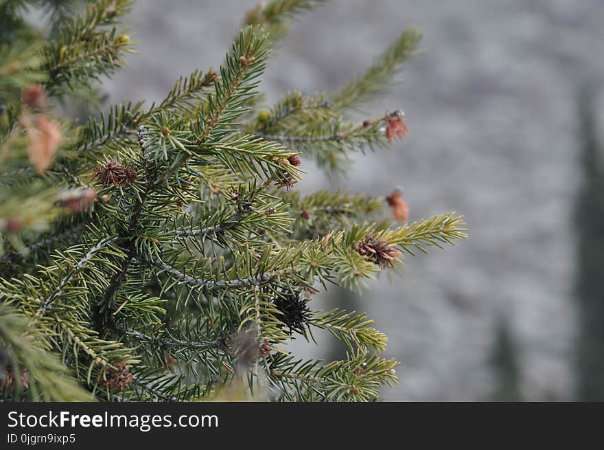 Tree, Spruce, Pine Family, Vegetation