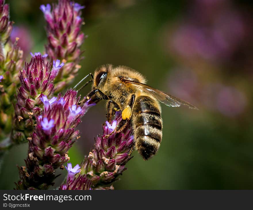 Honey Bee, Bee, Insect, Nectar