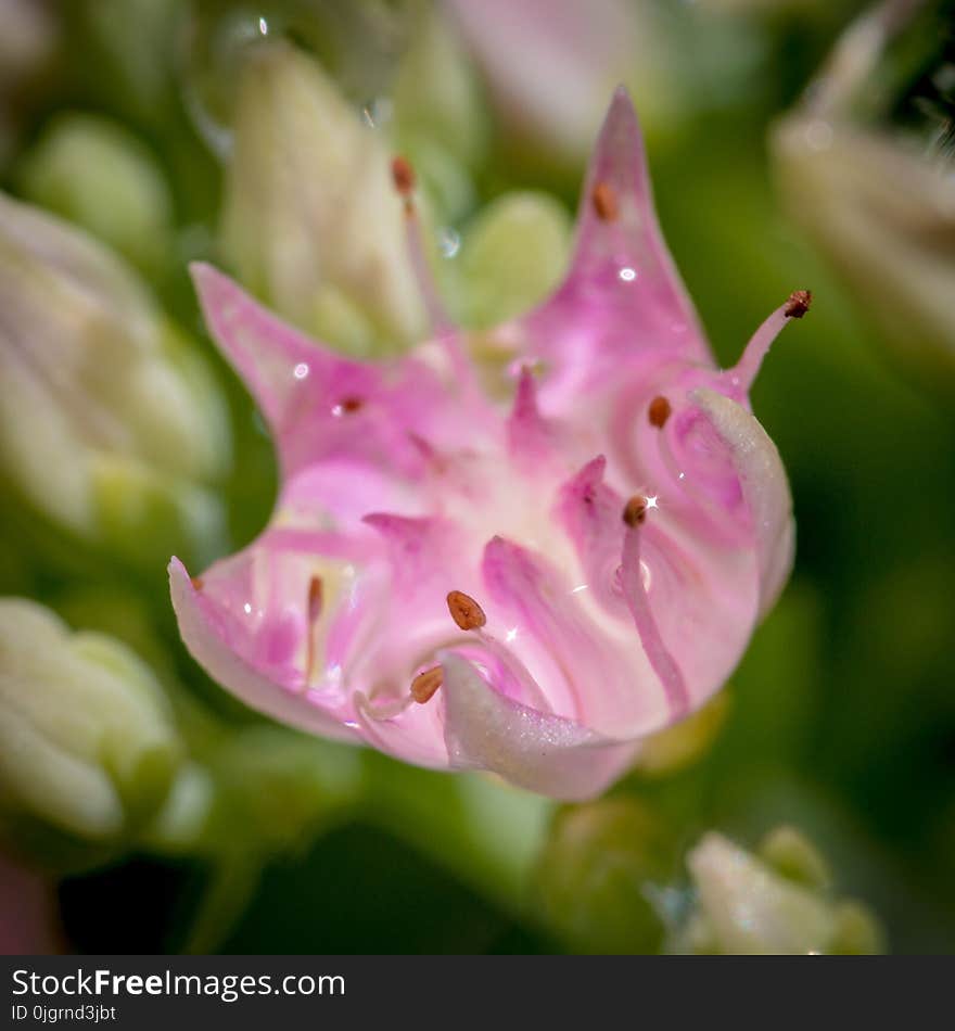 Flower, Flora, Pink, Plant