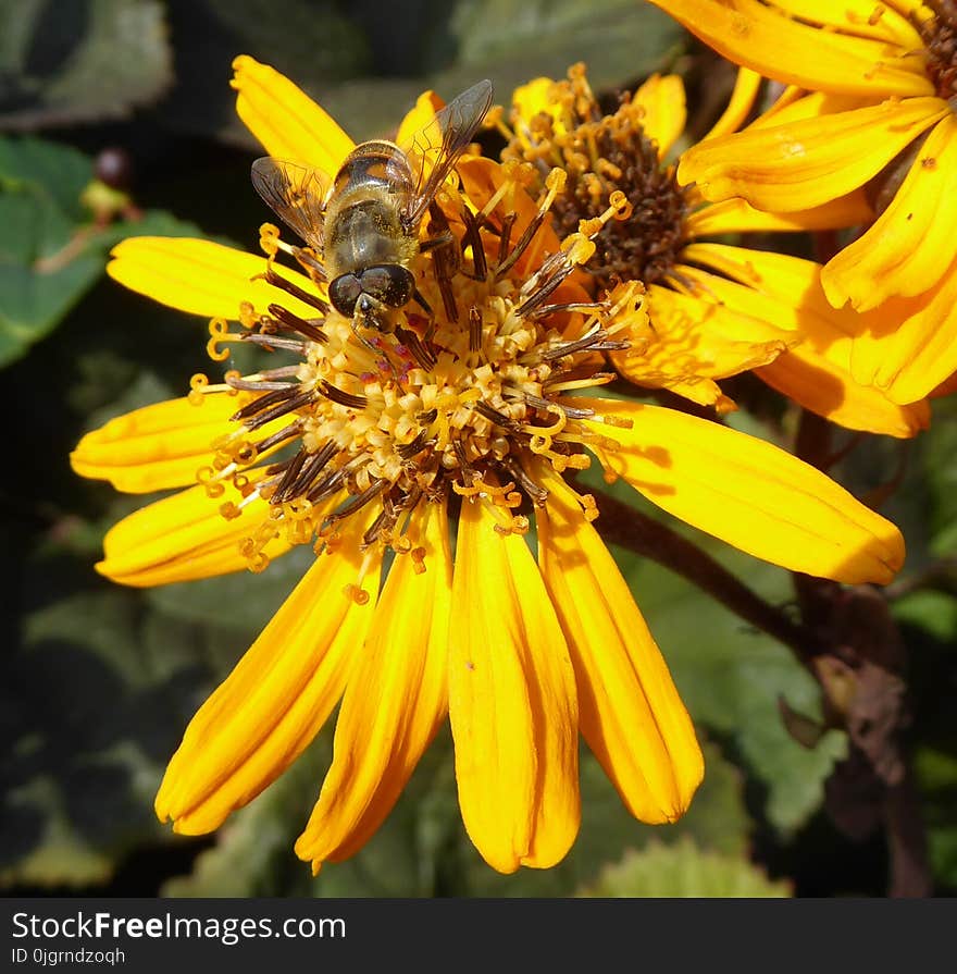 Flower, Honey Bee, Bee, Yellow