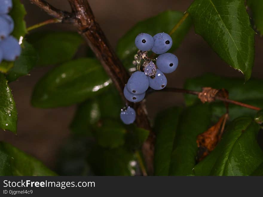 Leaf, Flora, Close Up, Huckleberry