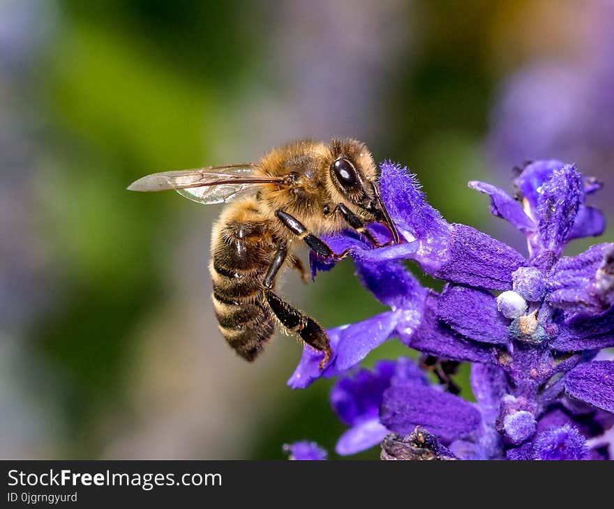 Honey Bee, Bee, Insect, Nectar