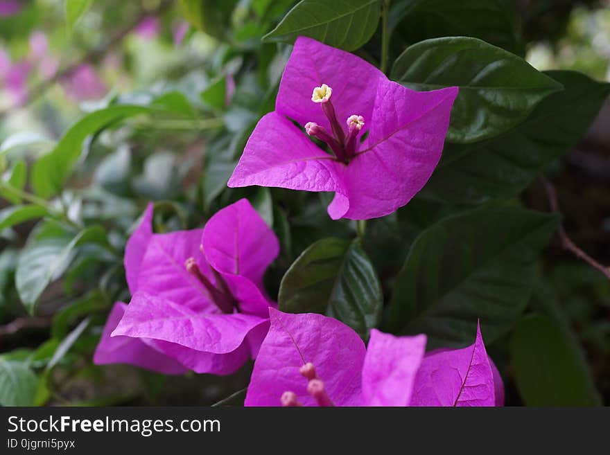 Flower, Plant, Flora, Four O Clock Family