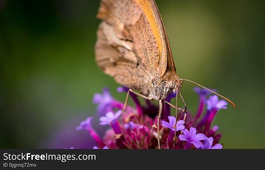 Butterfly, Insect, Moths And Butterflies, Nectar