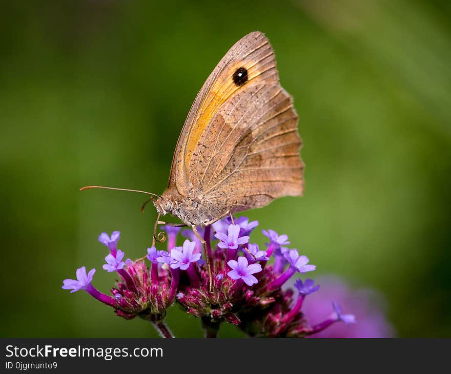 Butterfly, Insect, Moths And Butterflies, Lycaenid