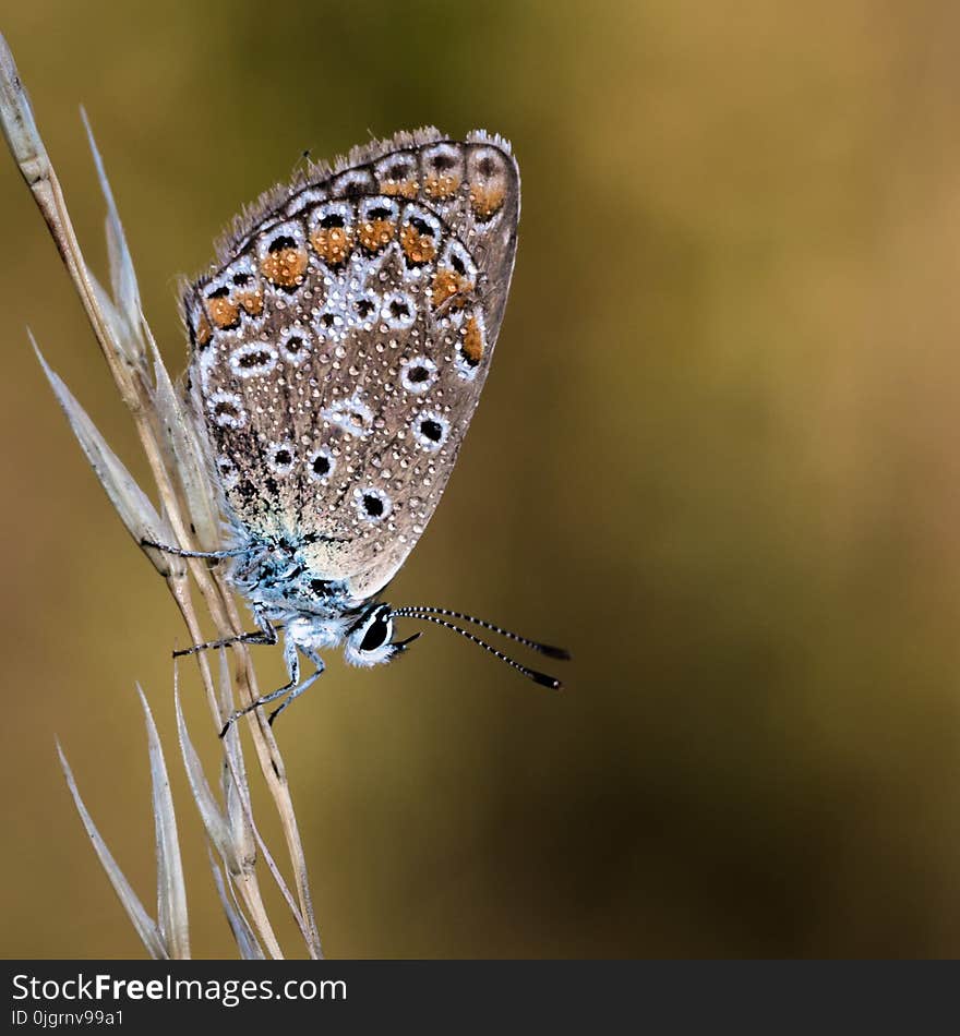 Butterfly, Moths And Butterflies, Insect, Lycaenid