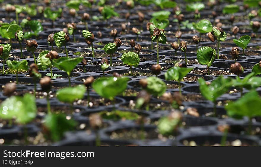 Plant, Grass, Water