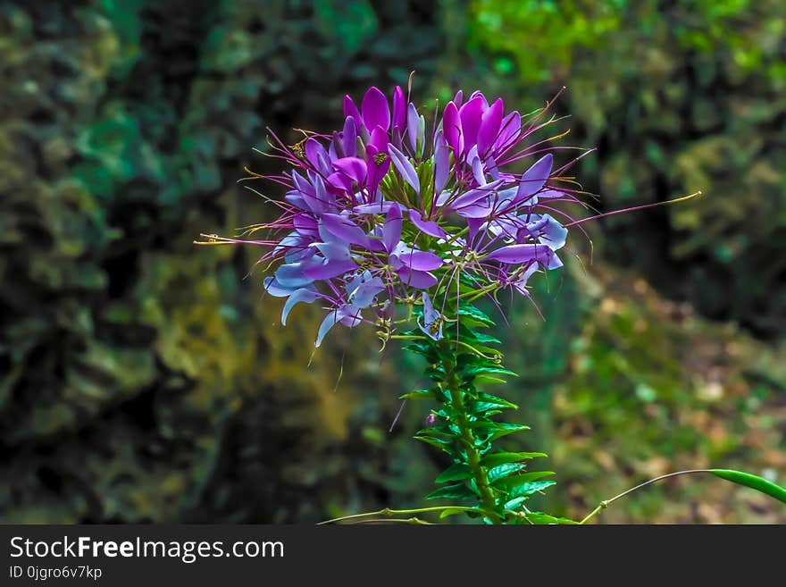 Plant, Flower, Flora, Purple