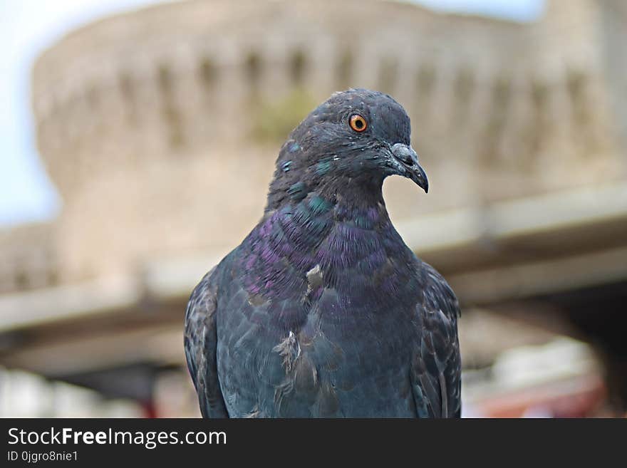 Bird, Beak, Pigeons And Doves, Fauna