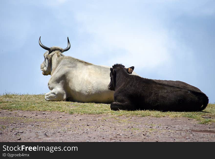 Cattle Like Mammal, Fauna, Horn, Sky