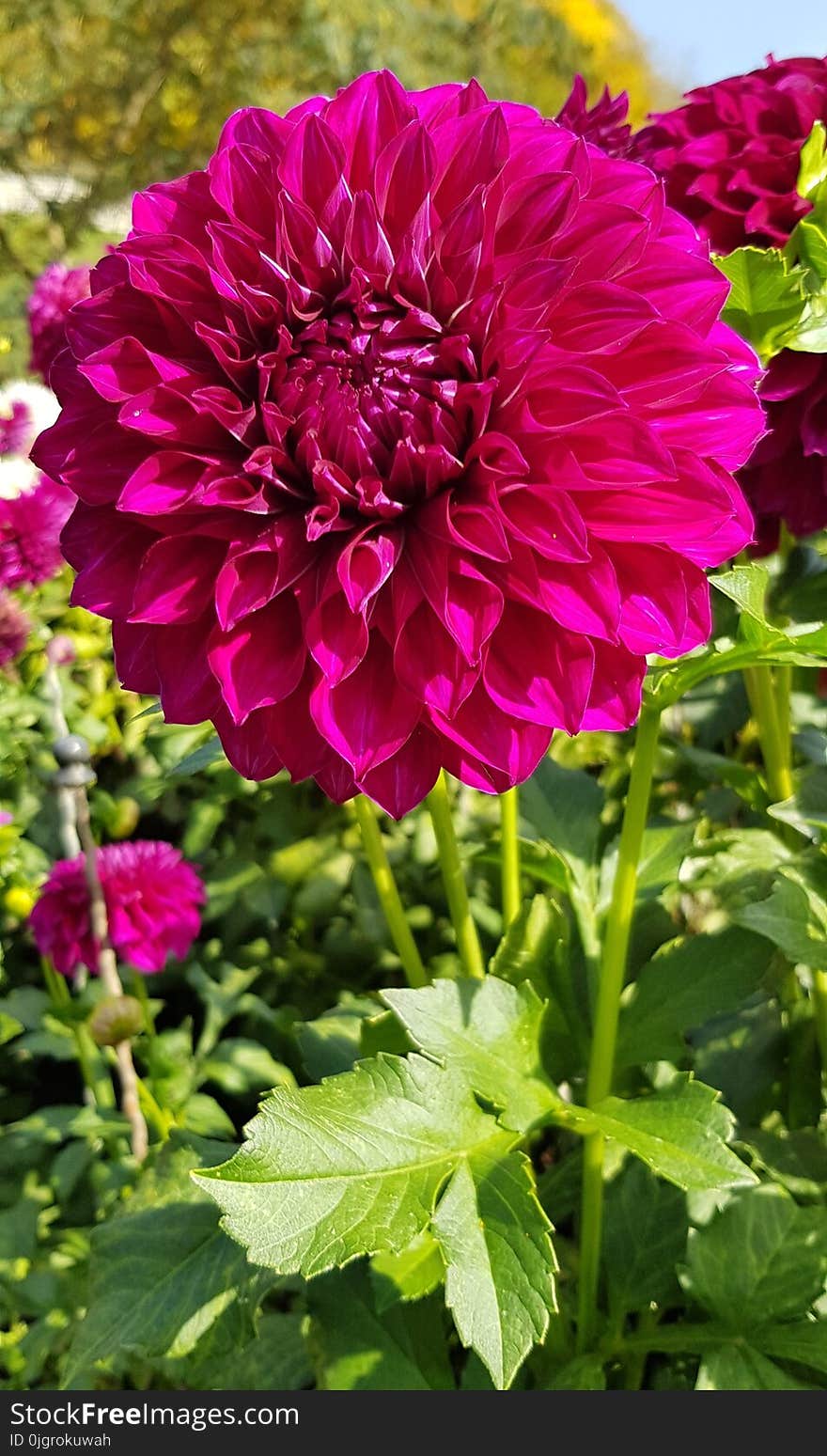 Flower, Plant, Flowering Plant, Dahlia