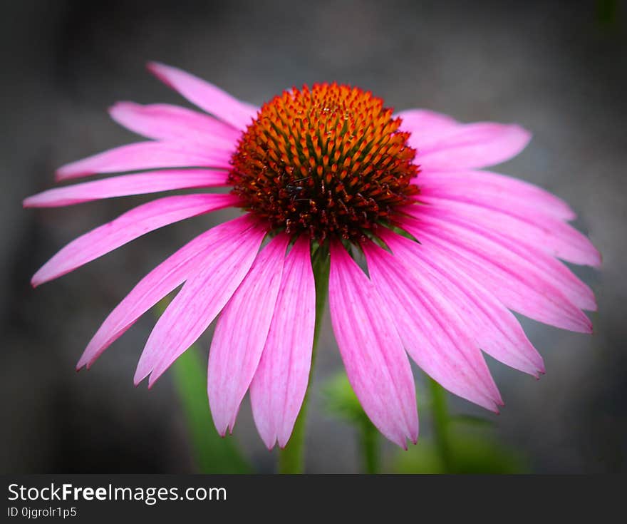 Flower, Coneflower, Flora, Close Up