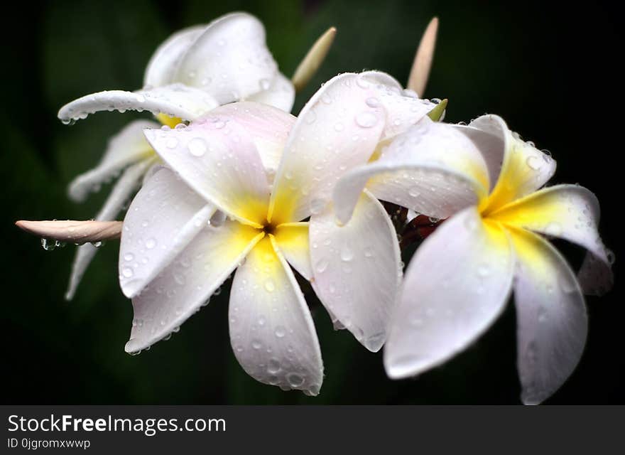 Flower, Flora, Plant, Petal