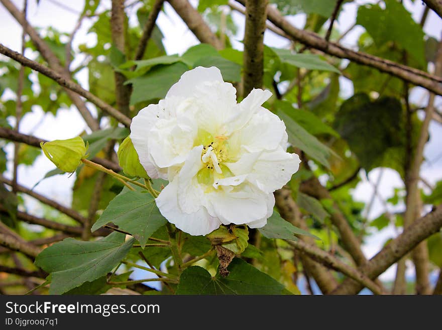 Flower, Plant, Flora, Spring