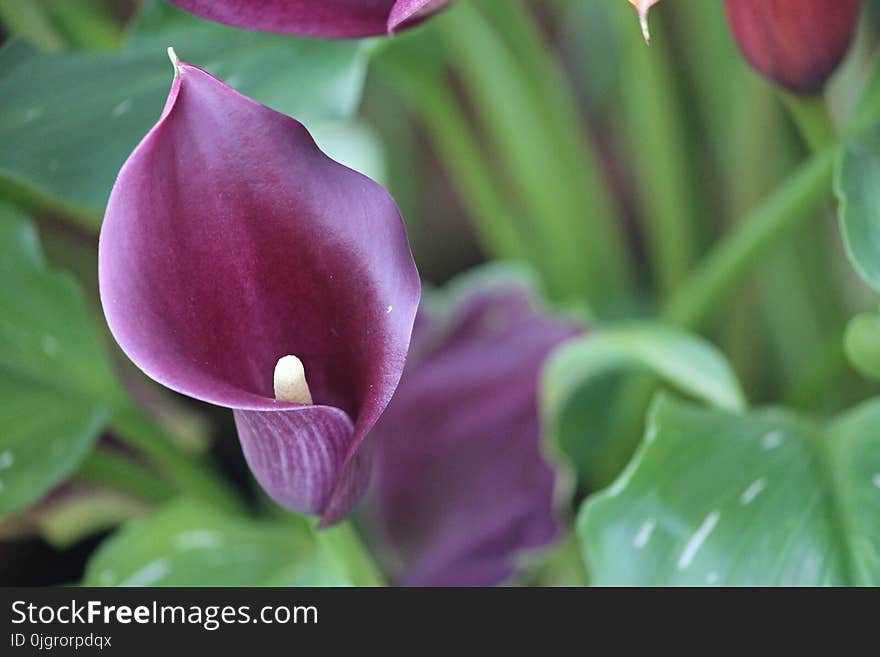 Flower, Plant, Purple, Flora