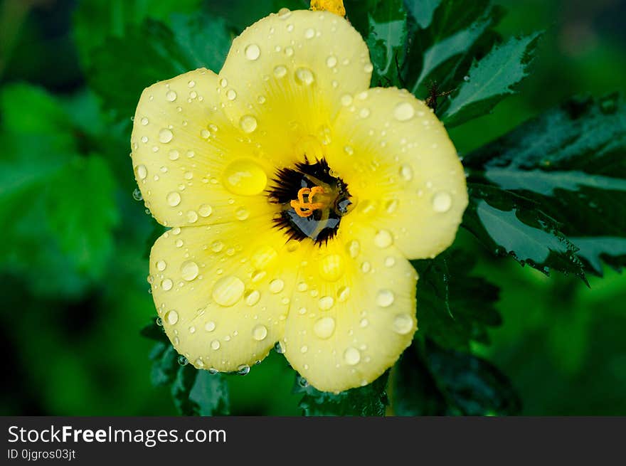 Flower, Yellow, Flora, Wildflower