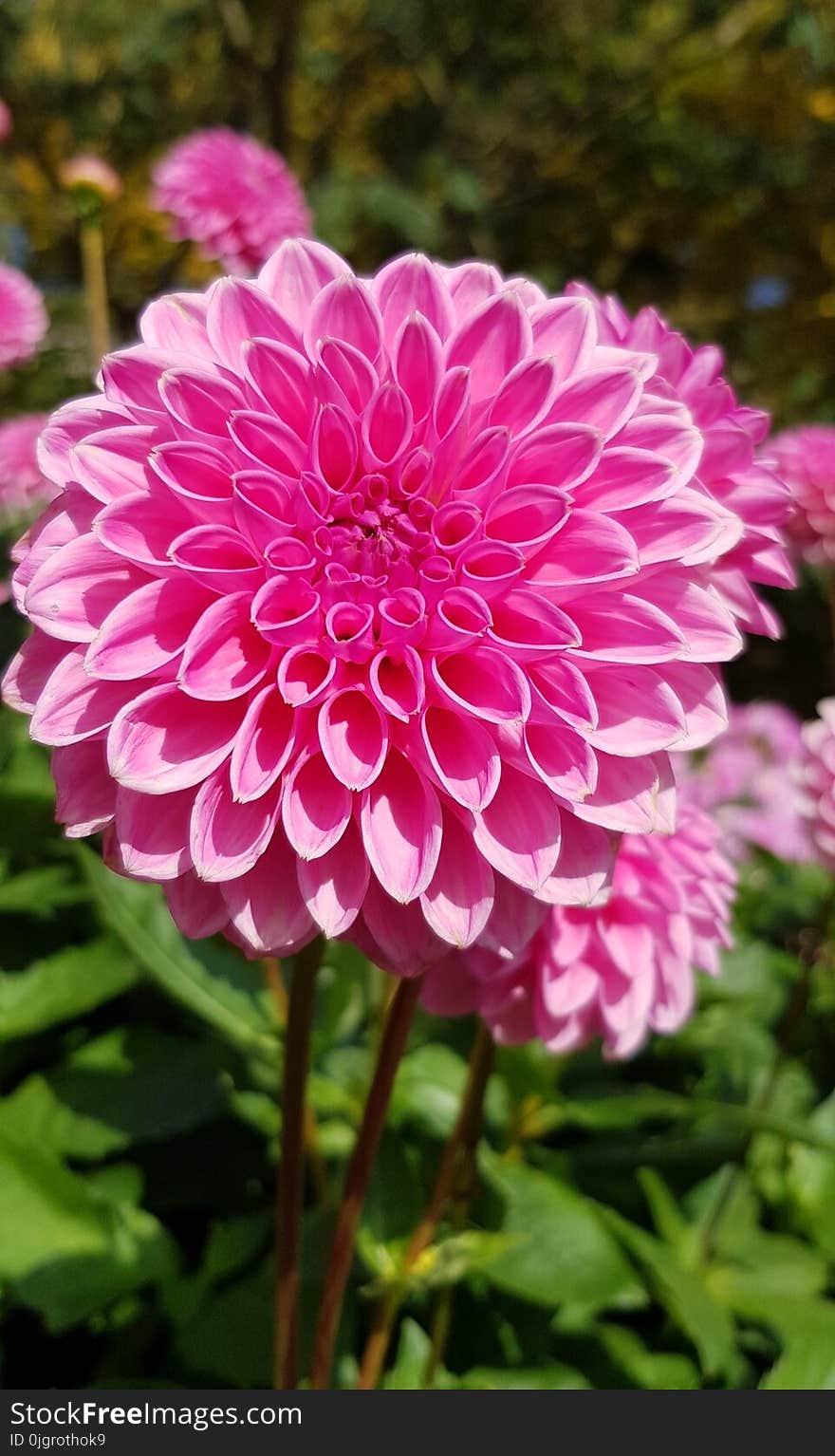 Flower, Plant, Pink, Flowering Plant