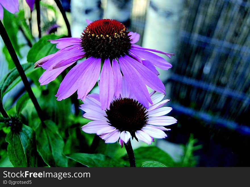 Flower, Plant, Purple, Flora