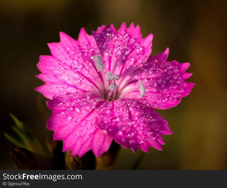 Flower, Flora, Pink, Plant